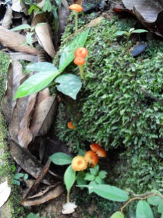 Colourful mushrooms at waterfall No. 2. Sanggau, West Kalimantan