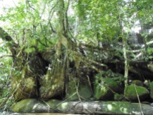 Magical tree at Waterfall no. 2. Sanggau, West Kalimantan