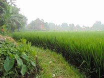 Rice paddies - Ubud Bali