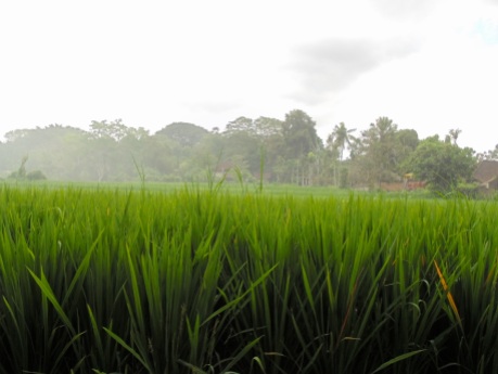 rice paddies - Ubud Bali