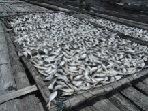 Drying Fish: Pulau Kabung - West Kalimantan