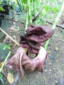 Largest flower in the world. A little past its used by date: Singkawong - West Kalimantan