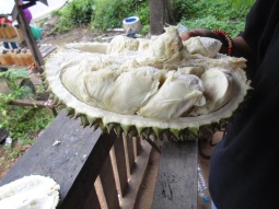 Inside the apex fruit of the forest: Durian