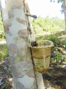 Tapped Rubber Tree. Ensaid Panjang Longhouse, Sintang, West Kalimantan