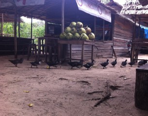 Ducks and coconuts. Sukadana, West Kalimantan