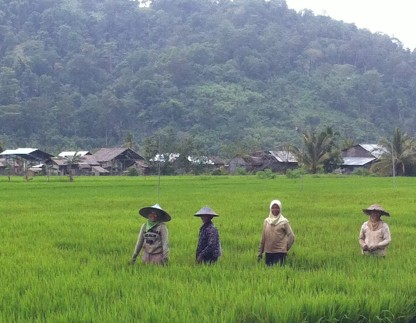 Women working the rice fields. Sukadana, West Kalimantan